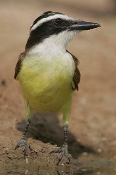 south texas ranches kiskadee photo