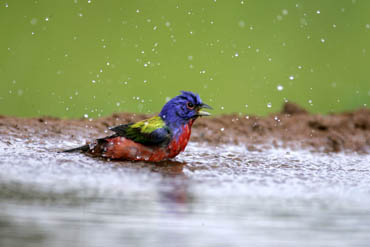 south texas ranches long tail grackle photo
