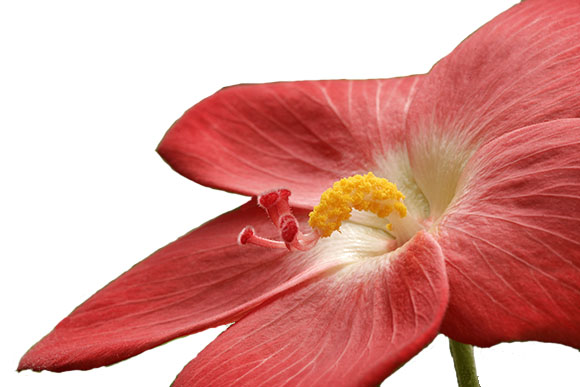 flower with white background