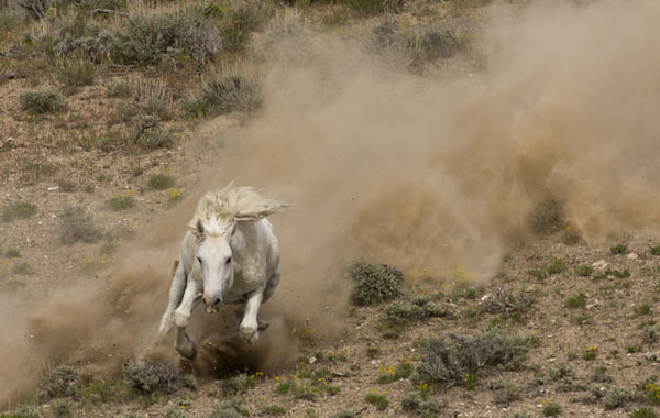 wild horse stallion charding down the hill - sand wash basin