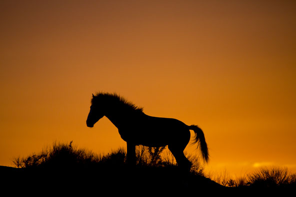 wild horse silhouette during orange sky sunset