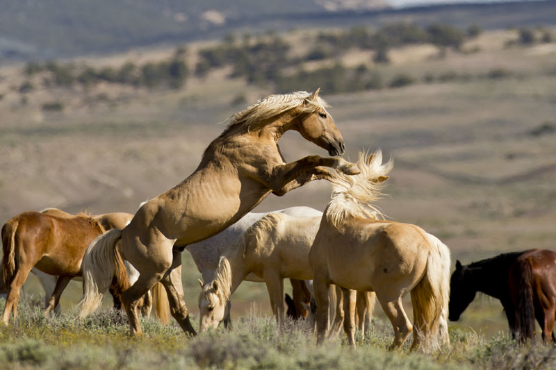 wild horses interaction