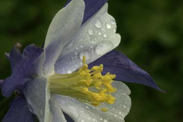 abstract wildflower photographer, colorado wildflower photo workshop