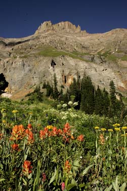 colorado wildflower field yankee boy basin photo