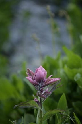 rosy paintbrush colorado wildflowers photo