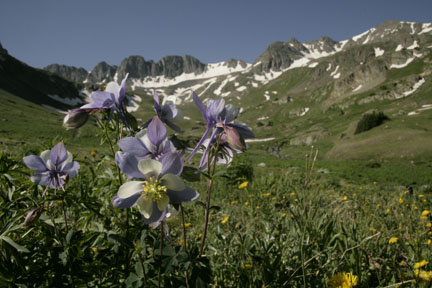 columbines at american basin colorado wildflowers photo