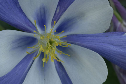 close-up columbine colorado wildflowers photo