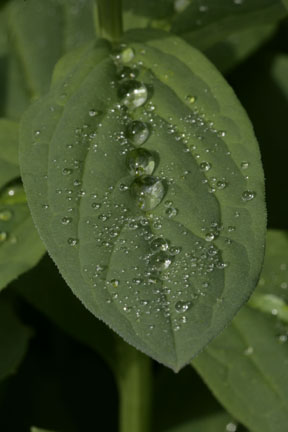 raindrops on leaf colorado wildflowers photo