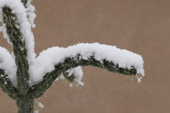 snow on cactus