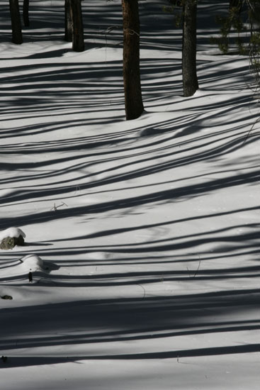 tree trunk shadows in the snow