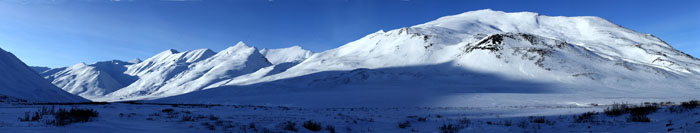 sonoran desert arizona saguaro cactus photo
