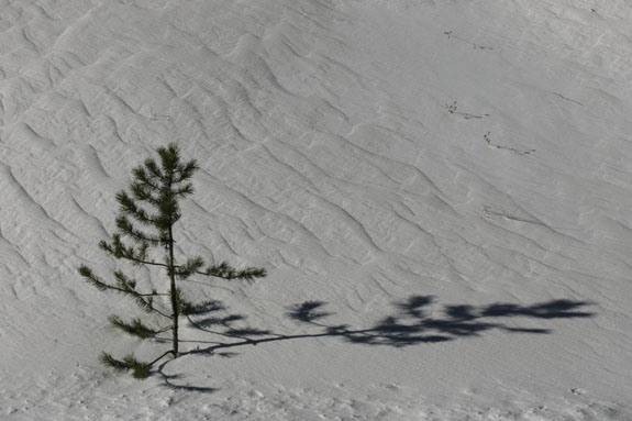  raindrops on chiming bells colorado wildflowers photo