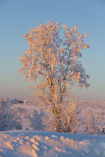 tree with hoarfrost and alpenglow