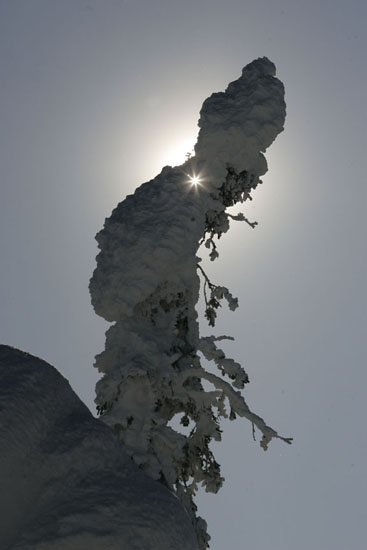 sun star through snow covered tree