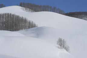 small pine in the snow colorado landscape nature photo