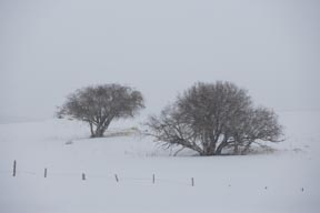 small pine in the snow colorado landscape nature photo