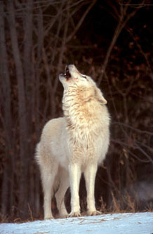 arctic wolf howling photo