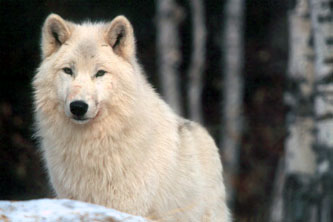 arctic wolf photo