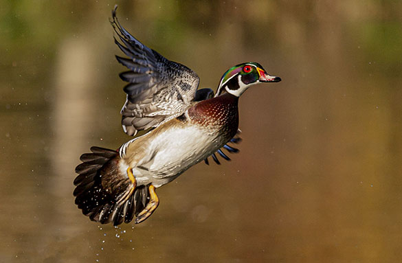 wood duck taking flight