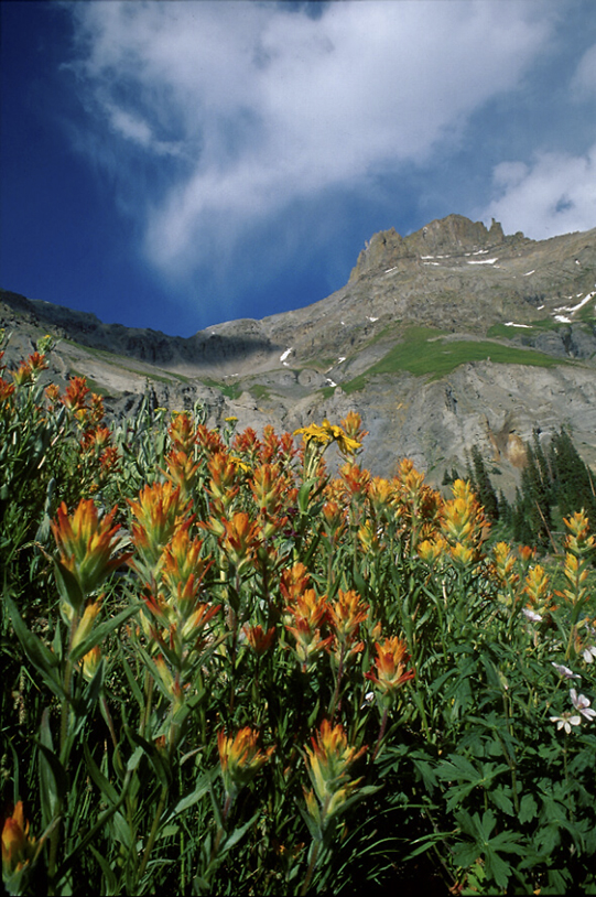 paintbrush and mt. petosi yankee boy basin colorado photo