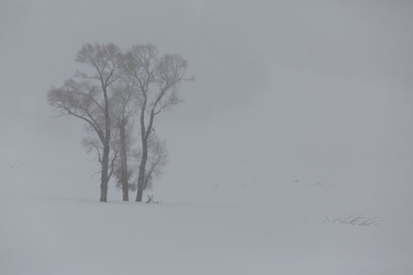 winter cottonwoods in the snow and fog