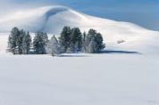 group of trees in snow winter landscape nature yellowstone national park photo