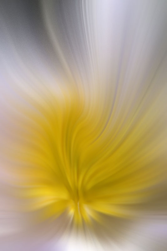 pasqueflower abstract
