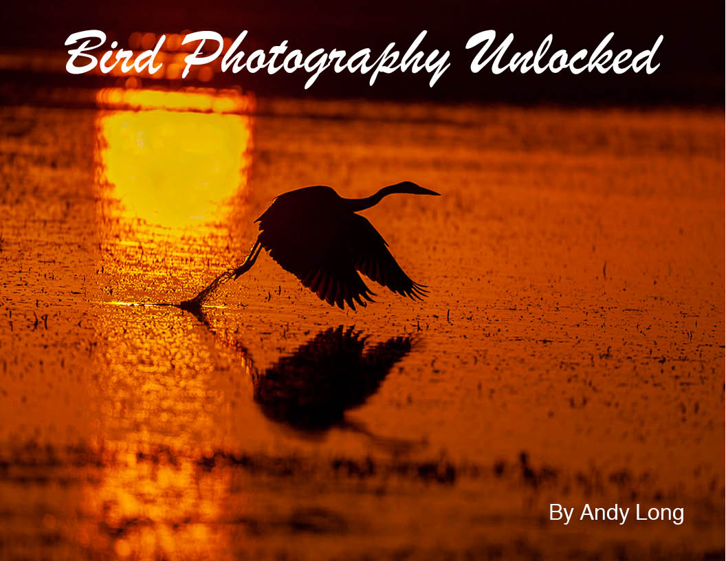 great blue heron taking flight at sunrise with orange water