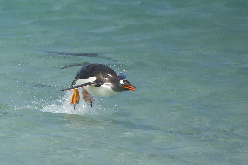 gentoo penguin jumping out of water