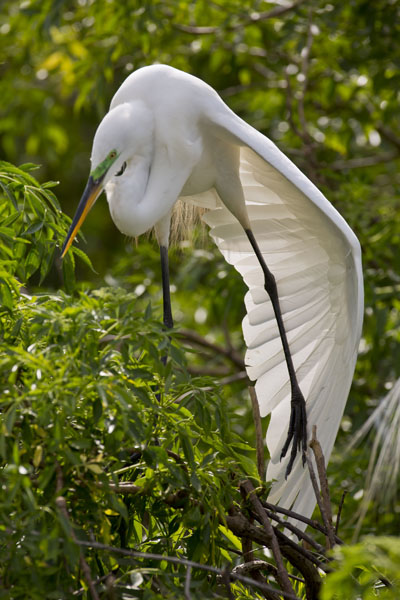 great egret wing stretch