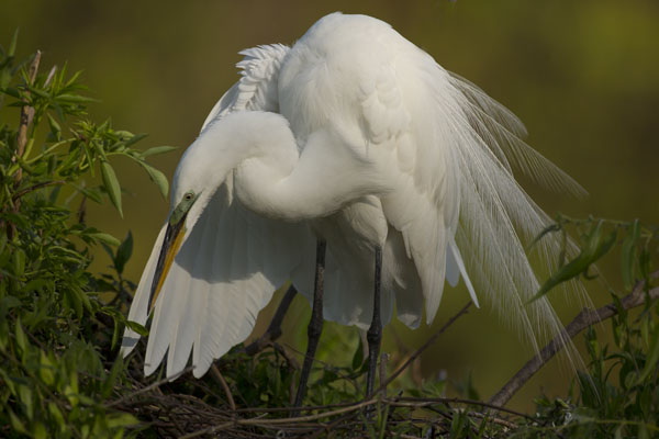 great egret preening display