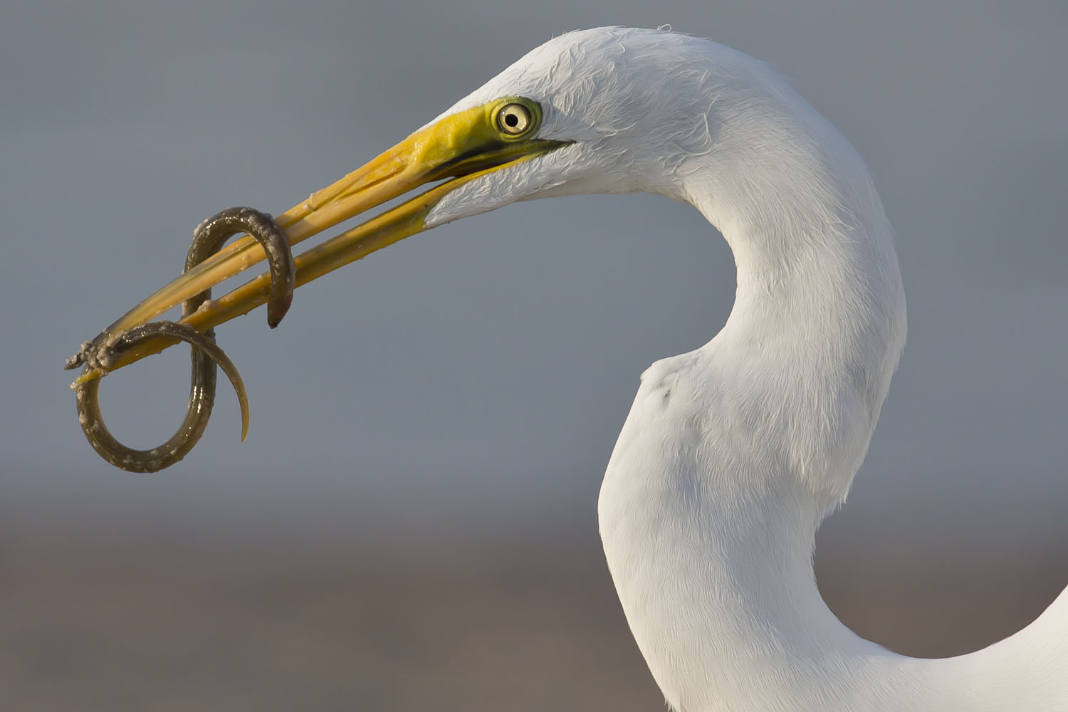 worm wrapped around bill of great egret