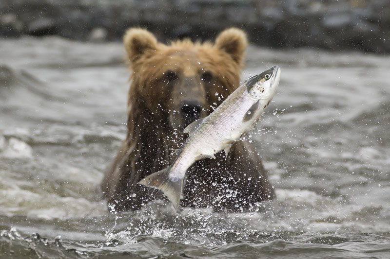 salmon jumping in front of kodiak bear
