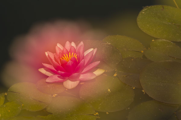 canon 5d miii multiple exposure flower soft and sharp