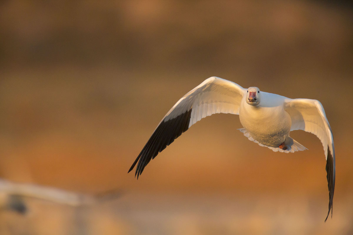 snow goose in flight
