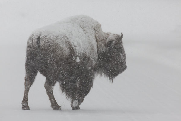 snowy-bison.jpg